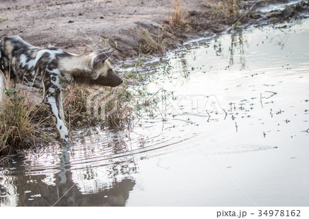 An African wild dog drinking water. An African wild dog drinking water. 34978162