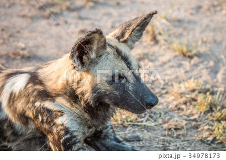Close up of an African wild dog. Close up of an African wild dog. 34978173