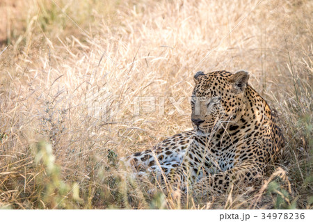 A male Leopard resting in the grass. A male Leopard resting in the grass. 34978236
