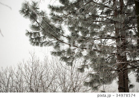 Pine branch in hoarfrost on a cold day. 34978574