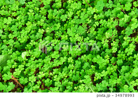 クローバー畑 クローバー畑 34978993