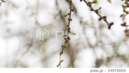 larch tree branch in spring 34979009