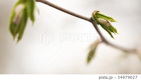 ulmus glabra elm leaves in spring day 34979027