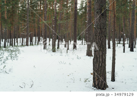 calm day in winter in pine forest calm day in winter in pine forest 34979129
