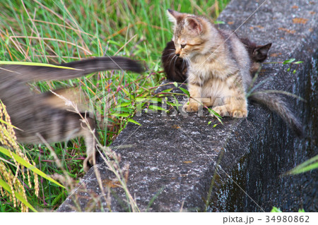 親猫において行かれた田舎の子猫 和気町岡山県の写真素材