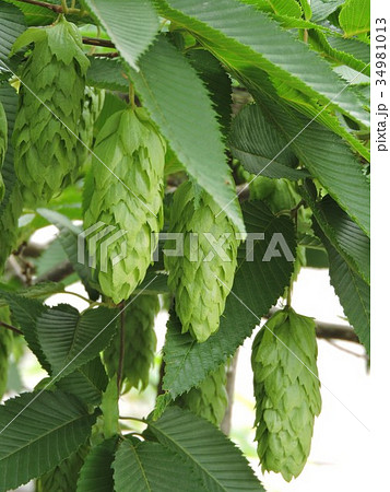 クマシデ 34981013