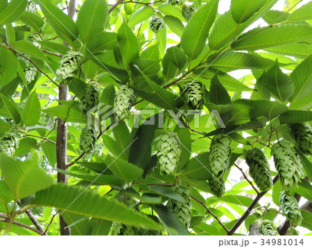 クマシデ 34981014