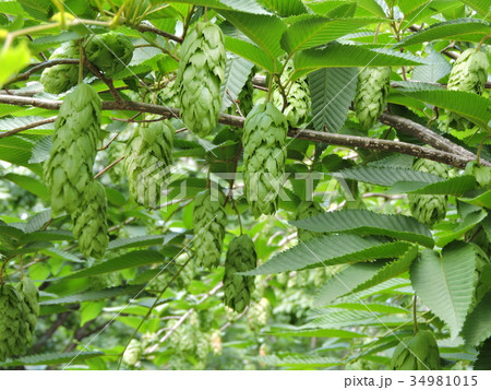 クマシデ 34981015