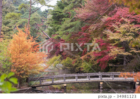 神戸市立森林植物園　長谷池の紅葉 34981123