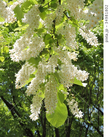 ハクウンボク 34981802