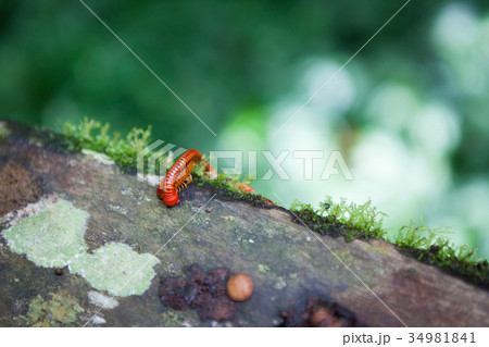 Red millipede in Gunung Mulu national park Red millipede in Gunung Mulu national park 34981841