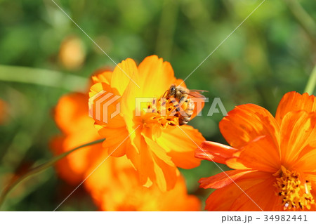 コスモスとミツバチ コスモスとミツバチ 34982441