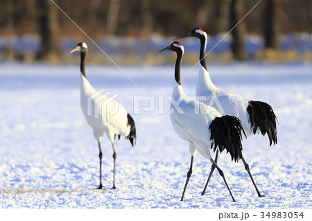 タンチョウ タンチョウ 34983054