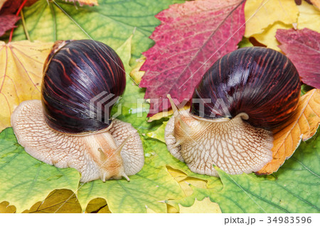 Two Achatina snails on multicolored autumn foliage Two Achatina snails on multicolored autumn foliage 34983596