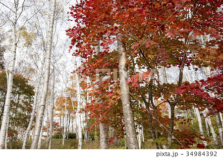 平庭高原　白樺林の秋 34984392