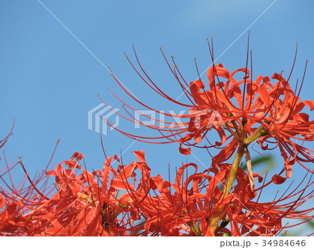 ヒガンバナ 34984646