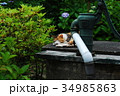 井戸と猫がある夏の風景１ 34985863