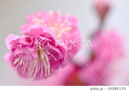 ピンク色の梅の花 34986130