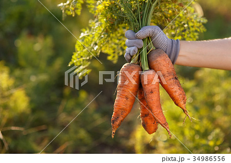 carrots in hands 34986556