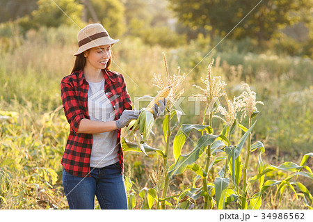 happy woman gardener with corn cob happy woman gardener with corn cob 34986562