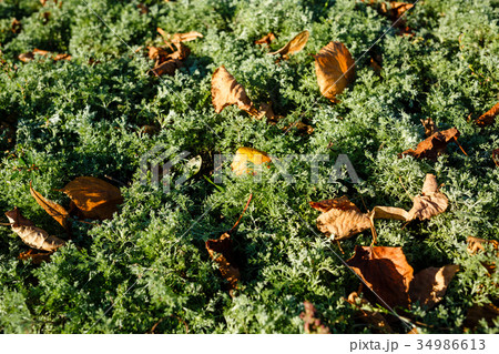 Fir and autumn leaves Fir and autumn leaves 34986613