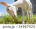 食事中のヤギ 34987020