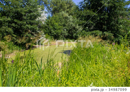 Small river overgrown with duckweed in forest 34987099