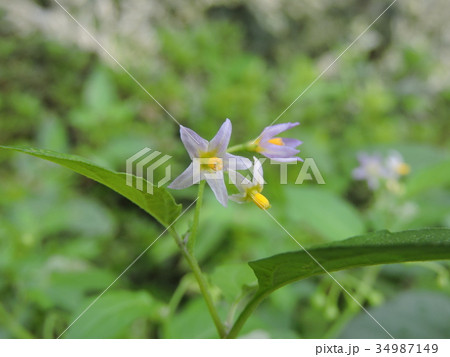 イヌホウズキ イヌホウズキ 34987149