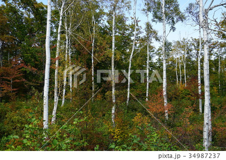 白樺（八ヶ岳中信高原国定公園） 34987237