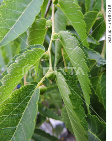 ケヤキ ケヤキ 34987519