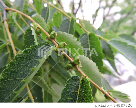 ケヤキ ケヤキ 34987520