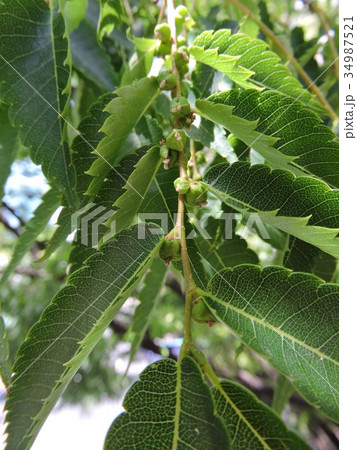 ケヤキ ケヤキ 34987521