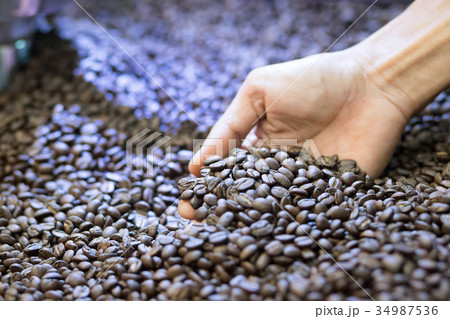 roast coffee man  checking roasted coffee beans 34987536