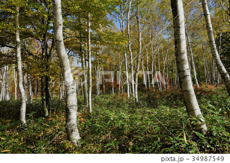 白樺（八ヶ岳中信高原国定公園） 34987549