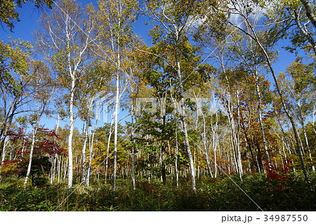 白樺(八ヶ岳中信高原国定公園) 白樺(八ヶ岳中信高原国定公園) 34987550