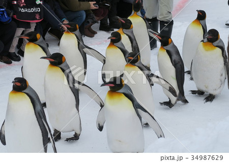 ペンギンの散歩(旭山動物園） 34987629