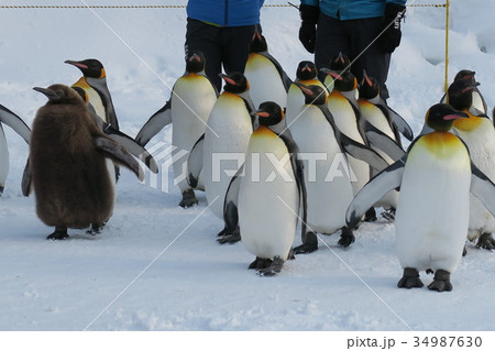ペンギンの散歩(旭山動物園) ペンギンの散歩(旭山動物園) 34987630