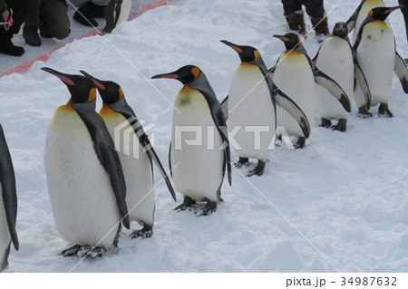 ペンギンの散歩(旭山動物園） 34987632