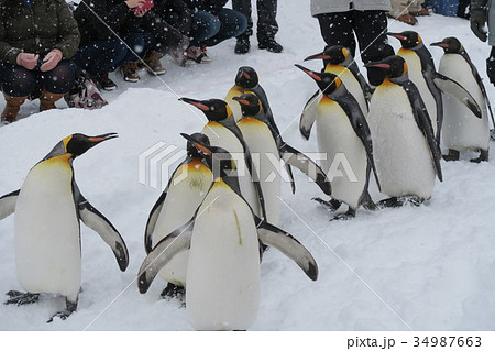 ペンギンの散歩 旭山動物園 の写真素材