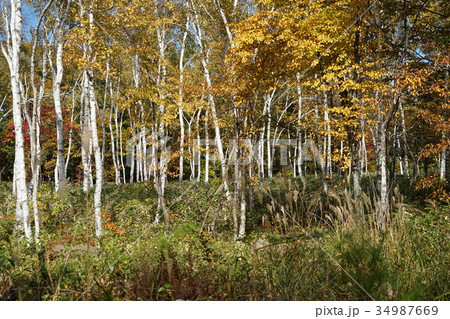 白樺（八ヶ岳中信高原国定公園） 34987669