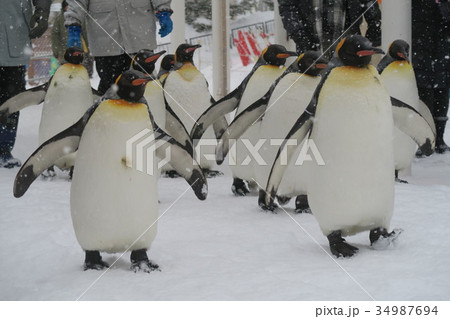 ペンギンの散歩(旭山動物園) ペンギンの散歩(旭山動物園) 34987694
