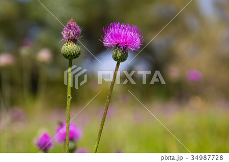 Melancholy thistle (Cirsium Heterophyllum) 34987728