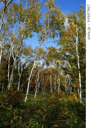 白樺(八ヶ岳中信高原国定公園) 白樺(八ヶ岳中信高原国定公園) 34987967