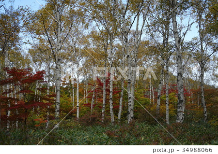 白樺（八ヶ岳中信高原国定公園） 34988066