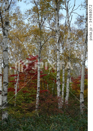 白樺(八ヶ岳中信高原国定公園) 白樺(八ヶ岳中信高原国定公園) 34988072