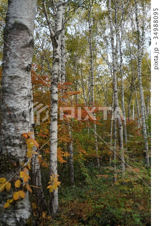 白樺（八ヶ岳中信高原国定公園） 34988095