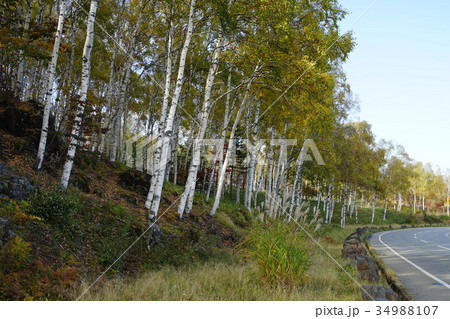 白樺(八ヶ岳中信高原国定公園) 白樺(八ヶ岳中信高原国定公園) 34988107