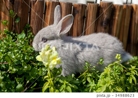 うさぎ うさぎ 34988623