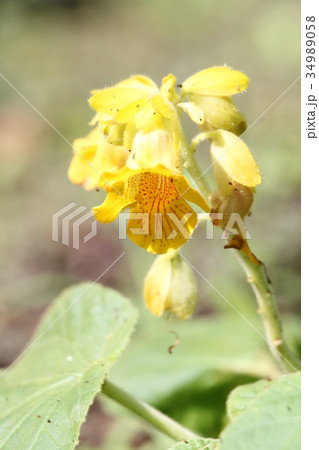 キバナツノゴマ キバナツノゴマ 34989058