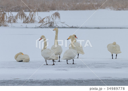Whooper Swan (Cygnus cygnus) in winter Whooper Swan (Cygnus cygnus) in winter 34989778